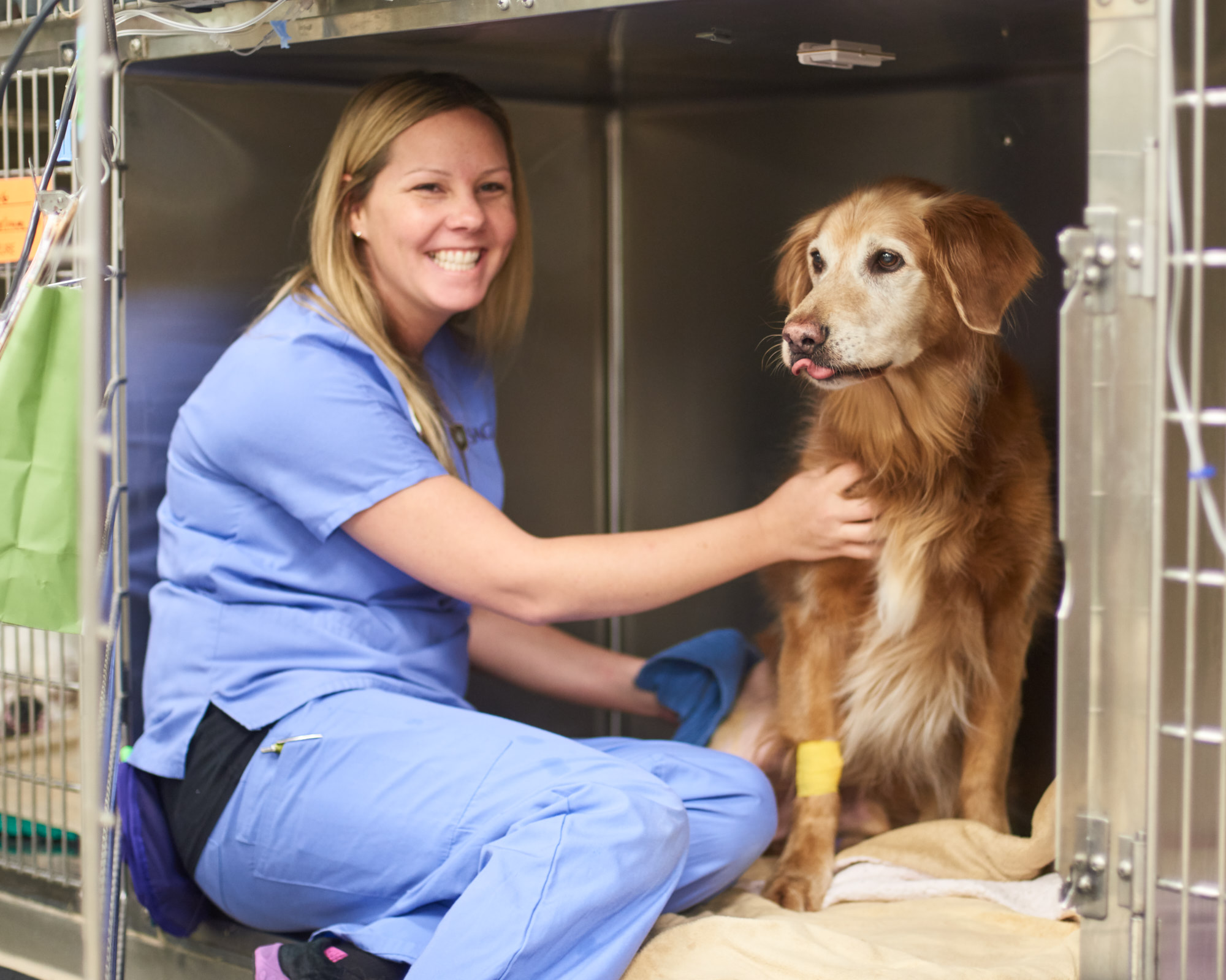 collaborative-care-coalition-veterinarian-research